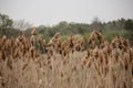 Bulrushes in a marsh