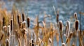 Bulrushes in the pond Royalty Free Stock Photo