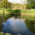 Bulrushes pond in Geneva botanic garden