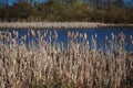 Bulrushes and reeds at Filey Dams, North Yorkshire, England