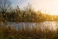 Bulrushes and Reeds by Lake Royalty Free Stock Photo