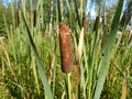 Bulrushes Royalty Free Stock Photo