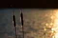 Bulrushes by Sunkissed Water