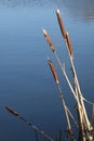 Bulrushes