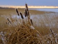 Bulrushes in winter on a lake shore