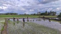 Bulukumba, Indonesia, June 16, 2022, A group of farmers are planting rice in a paddy field