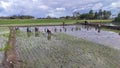 Bulukumba, Indonesia, June 16, 2022, A group of farmers are planting rice in a paddy field