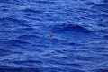 Bulwer`s Petrel Royalty Free Stock Photo