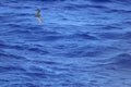 Bulwer`s Petrel Royalty Free Stock Photo