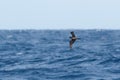 A Bulwer`s Petrel seabird, Bulweria bulwerii.