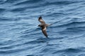 A Bulwer`s Petrel seabird in flight over the ocean. Royalty Free Stock Photo