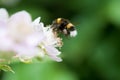 Bumble bee Royalty Free Stock Photo