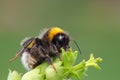 Bumble bee Royalty Free Stock Photo