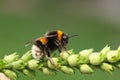Bumble-bee Royalty Free Stock Photo