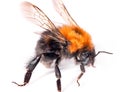 Bumble Bee Royalty Free Stock Photo