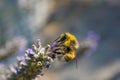 Bumble bee Royalty Free Stock Photo