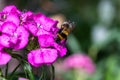 A bumble bee in action, plunging into the flower of a carnation. A macro shot of the living insect Royalty Free Stock Photo