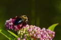 Bumble bee on Allium Milllenium flower Royalty Free Stock Photo