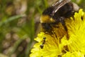 Bumble-bee and ant together on flower