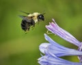 Bumble Bee Approaching Hosta Bloom Royalty Free Stock Photo