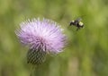 Bumble Bee approaching Milk Thistle Royalty Free Stock Photo