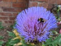 Bumblebee Bee on an a purple artichoke flower