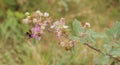 A Bumble Bee on a Blackberry flower