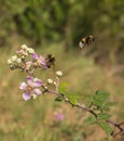 A Bumble Bee on a Blackberry flower