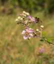 A Bumble Bee on a Blackberry flower