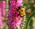 Bumble Bee On Blazing Star Or Liatris Spicata Flower