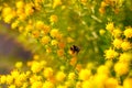 Bumble bee on the blooming flower at the sunlit garden Royalty Free Stock Photo