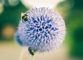 Bumble Bee on a blue globe thistle Royalty Free Stock Photo