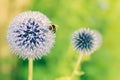 Bumble Bee on a blue globe thistle Royalty Free Stock Photo