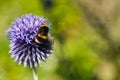 Bumble Bee on a Blue Thistle Royalty Free Stock Photo