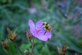 Bumble bee Bombus huntii, Hymenoptera, Apidae, Bombinae collecting pollen and nectar from wild flowers along hiking trails to Do