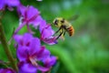 Bumble bee Bombus huntii, Hymenoptera, Apidae, Bombinae collecting pollen and nectar from wild flowers along hiking trails to Do