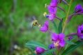 Bumble bee Bombus huntii, Hymenoptera, Apidae, Bombinae collecting pollen and nectar from wild flowers along hiking trails to Do