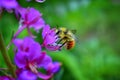 Bumble bee Bombus huntii, Hymenoptera, Apidae, Bombinae collecting pollen and nectar from wild flowers along hiking trails to Do