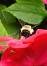A Bumble Bee, Bombus impatients, on a Red Begonia flower