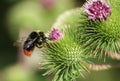 A Bumble Bee, Bombus, pollinating a Greater Burdock flower growing in a meadow. Royalty Free Stock Photo