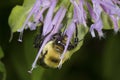 Bumble bee foraging on lavender flowers of bee balm, Connecticut Royalty Free Stock Photo