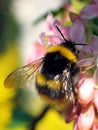 Bumble-Bee (Bombus terrestris) Royalty Free Stock Photo