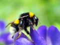 Bumble-Bee (Bombus terrestris) Royalty Free Stock Photo