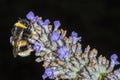 Bumble Bee (Bombus terrestris) feeding on a Lavender flower Royalty Free Stock Photo