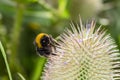 Bumble Bee (Bombus terrestris) on a Teasel flower (Dipsacus full