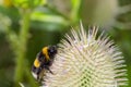 Bumble Bee (Bombus terrestris) on a Teasel flower (Dipsacus full