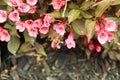 Weigela bush with bumble bee dark leaves with pink blossoms. Royalty Free Stock Photo