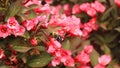 Weigela bush with bumble bee dark leaves with pink blossoms. Royalty Free Stock Photo