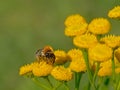 Bumble bee sitting on a birght yellow tansy flower - Bombus / Tanacetum vulgare