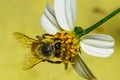 bumble bee with broken wings on yellow flower Royalty Free Stock Photo